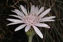 Gerbera pusilla